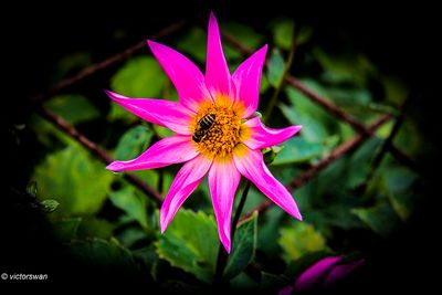 Dahlia-Mon Ange.JPG
