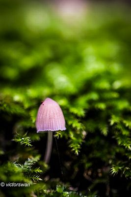 Tonnetjesmycena - Mycena picta.JPG