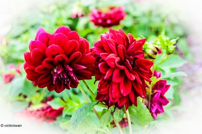 Dahlia-Tisselt.JPG