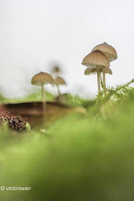 Tonnetjesmycena - Mycena picta.JPG