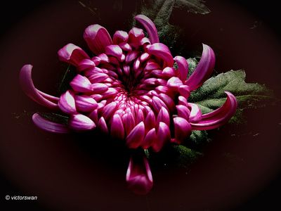 Chrysanthemum.jpg