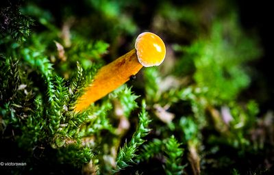 Valse Hanenkam - Hygrophoropsis aurantiaca.JPG