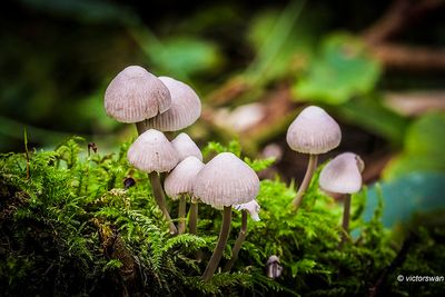 Bundelmycena - Mycena arcangeliana.JPG