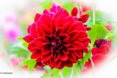 Dahlia-Tisselt.JPG