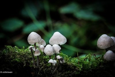 Bundelmycena - Mycena arcangeliana.JPG