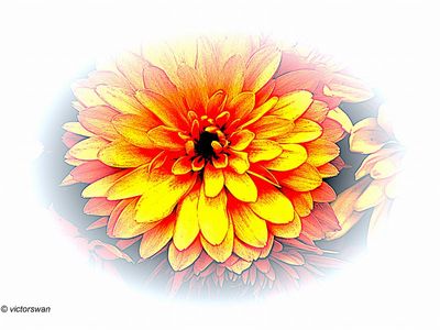 Chrysanthemum.jpg