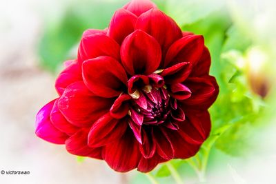 Dahlia-Tisselt.JPG