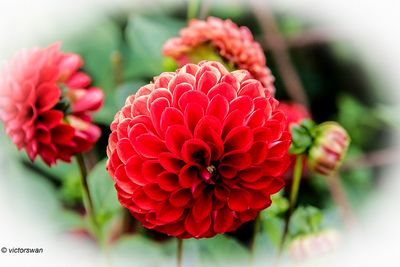 Dahlia-Red Cap.JPG