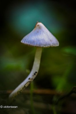 Witte satijnvezelkop - Inocybe geophylla.JPG