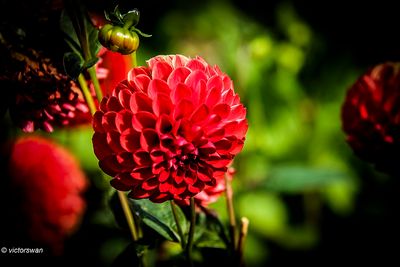 Dahlia-Red Cap.JPG