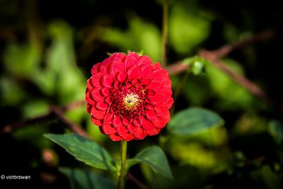 Dahlia-Red Cap.JPG