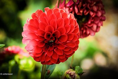 Dahlia-Red Cap.JPG