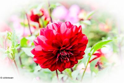 Dahlia-View Temps .JPG