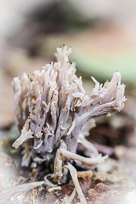Witte koraalzwam - Clavulina coralloides  .jpg