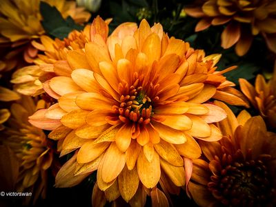 Chrysanthemum.jpg