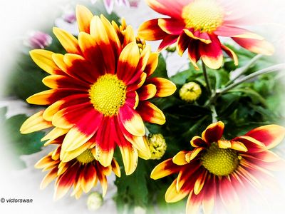 Chrysanthemum.jpg
