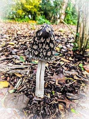 spechtinktzwam - Coprinopsis picacea.JPG