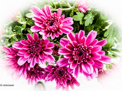 Chrysanthemum.jpg