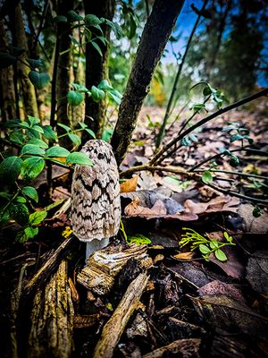 spechtinktzwam - Coprinopsis picacea.JPG