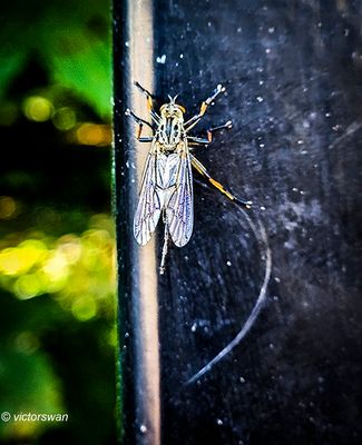 Bosrandroofvlieg - Neoitamus cyanurus .JPG