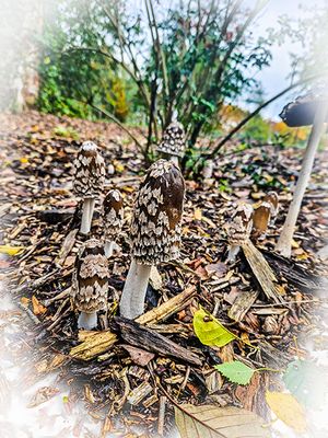 spechtinktzwam - Coprinopsis picacea.JPG