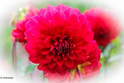 Dahlia-View Temps .JPG