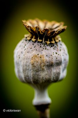 Grote klaproos - Papaver rhoeas.JPG