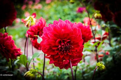Dahlia-View Temps .JPG