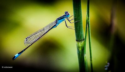 lantaarntje - Ischnura elegans.JPG