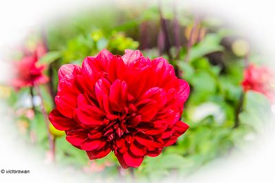 Dahlia-View Temps .JPG