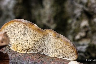 Ruig elfenbankje - Trametes hirsuta.JPG