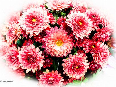 Chrysanthemum.jpg