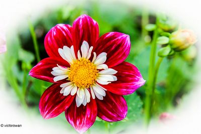 Dahlia-Collarette Princess.JPG