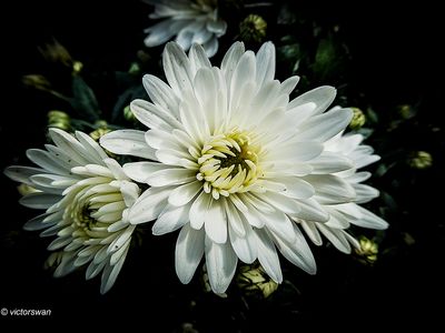 Chrysanthemum.jpg