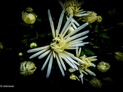 Chrysanthemum.jpg