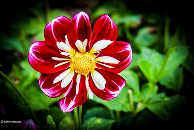 Dahlia-Collarette Princess.JPG