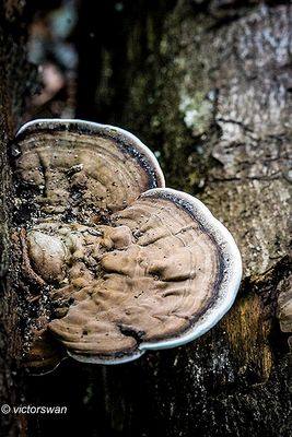 Platte tonderzwam - Ganoderma lipsiense .JPG