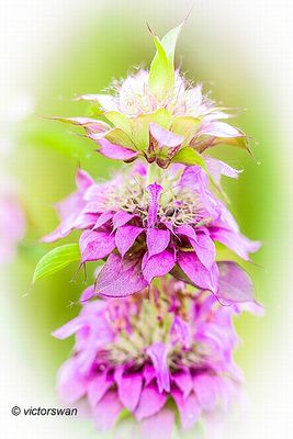 Monarda citriodora.JPG