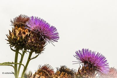 Artisjok - Cynara scolymus.JPG