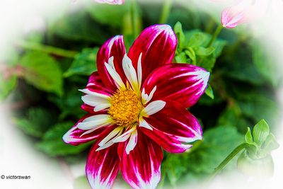 Dahlia-Collarette Princess.JPG