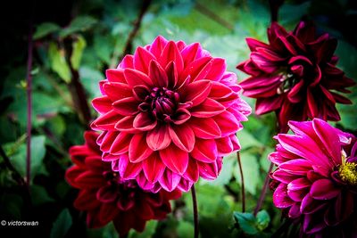 Dahlia-Black Magic.JPG