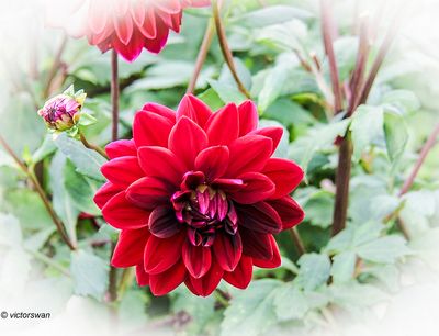 Dahlia-Black Magic.JPG