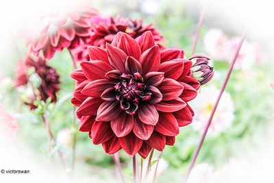 Dahlia-Black Magic.JPG