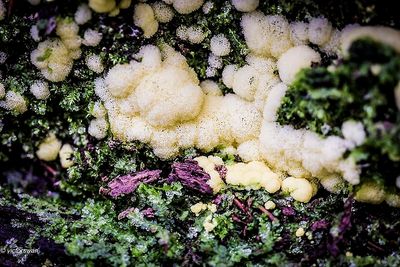 Ceratiomyxa porioides.JPG