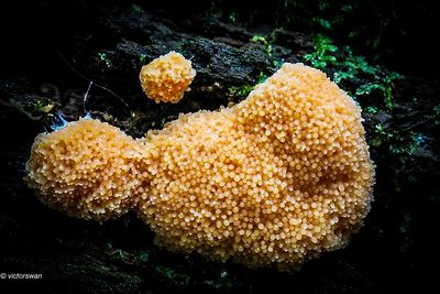 Rossig buiskussen - Tubifera arachnoidea  .JPG