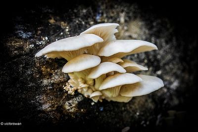 Bleke oesterzwam - Pleurotus pulmonarius.JPG