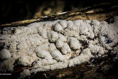 Ceratiomyxa porioides.JPG