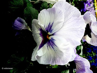 Viola JPG