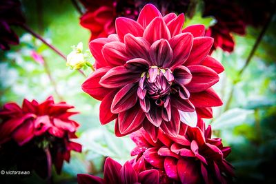Dahlia-Black Magic.JPG
