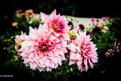 Dahlia-Otto's Thrill.JPG
